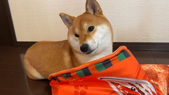 This Shiba Inu Napping Inside A Potato Chip Bag-Like Bed Is The Daily Dose Of Internet You Need Today (16 Pics) This Shiba Inu Napping Inside A Potato Chip Bag-Like Bed Is The Daily Dose Of Internet You Need Today (16 Pics)