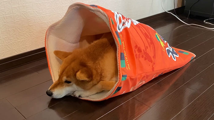 This Shiba Inu Napping Inside A Potato Chip Bag-Like Bed Is The Daily Dose Of Internet You Need Today (16 Pics) This Shiba Inu Napping Inside A Potato Chip Bag-Like Bed Is The Daily Dose Of Internet You Need Today (16 Pics)