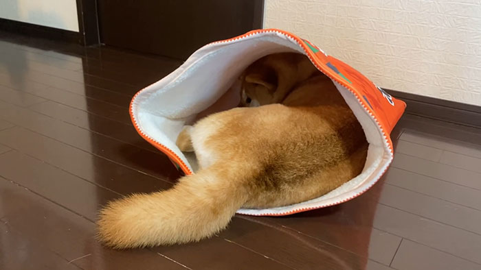 This Shiba Inu Napping Inside A Potato Chip Bag-Like Bed Is The Daily Dose Of Internet You Need Today (16 Pics)