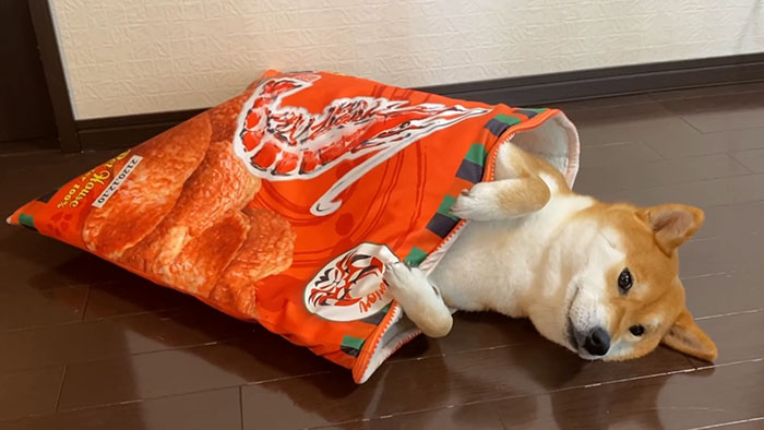 This Shiba Inu Napping Inside A Potato Chip Bag-Like Bed Is The Daily Dose Of Internet You Need Today (16 Pics)