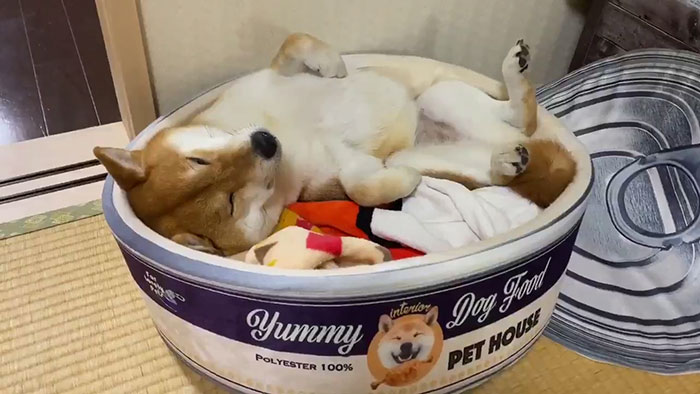 This Shiba Inu Napping Inside A Potato Chip Bag-Like Bed Is The Daily Dose Of Internet You Need Today (16 Pics) This Shiba Inu Napping Inside A Potato Chip Bag-Like Bed Is The Daily Dose Of Internet You Need Today (16 Pics)
