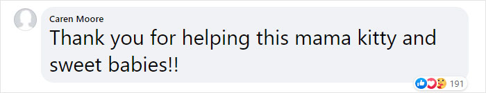 Stray Cat Brings All Her Babies To A Woman Who Gave Her Food And Helped Her Stray Cat Brings All Her Babies To A Woman Who Gave Her Food And Helped Her