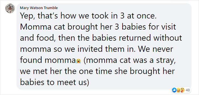 Stray Cat Brings All Her Babies To A Woman Who Gave Her Food And Helped Her Stray Cat Brings All Her Babies To A Woman Who Gave Her Food And Helped Her