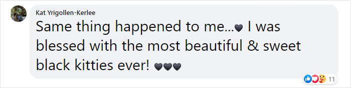 Stray Cat Brings All Her Babies To A Woman Who Gave Her Food And Helped Her Stray Cat Brings All Her Babies To A Woman Who Gave Her Food And Helped Her