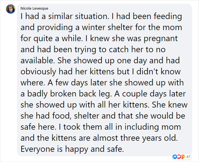 Stray Cat Brings All Her Babies To A Woman Who Gave Her Food And Helped Her