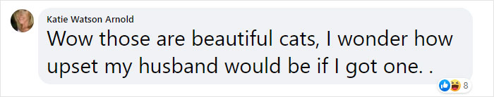 Stray Cat Brings All Her Babies To A Woman Who Gave Her Food And Helped Her Stray Cat Brings All Her Babies To A Woman Who Gave Her Food And Helped Her