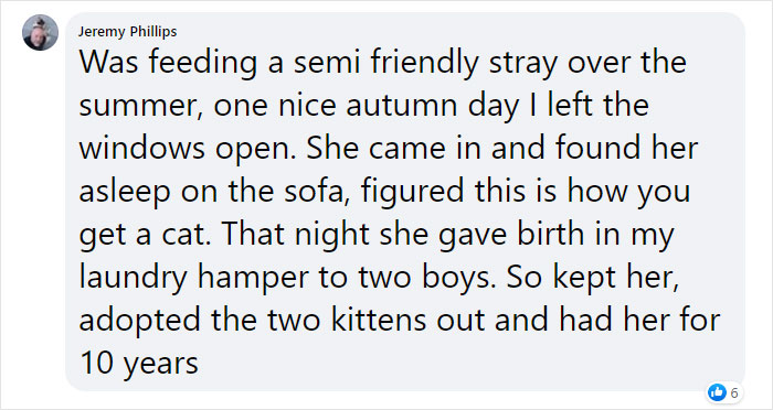 Stray Cat Brings All Her Babies To A Woman Who Gave Her Food And Helped Her Stray Cat Brings All Her Babies To A Woman Who Gave Her Food And Helped Her