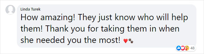 Stray Cat Brings All Her Babies To A Woman Who Gave Her Food And Helped Her