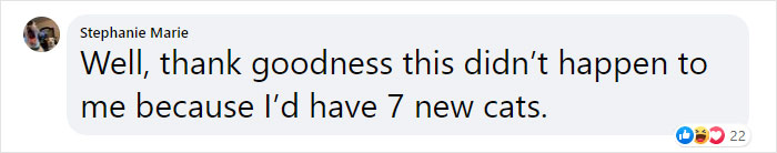 Stray Cat Brings All Her Babies To A Woman Who Gave Her Food And Helped Her