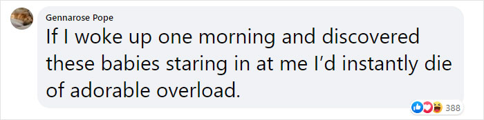 Stray Cat Brings All Her Babies To A Woman Who Gave Her Food And Helped Her Stray Cat Brings All Her Babies To A Woman Who Gave Her Food And Helped Her