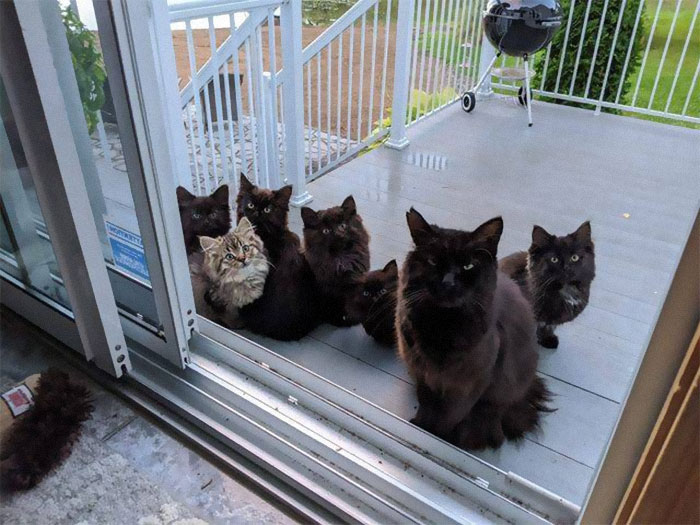 Stray Cat Brings All Her Babies To A Woman Who Gave Her Food And Helped Her Stray Cat Brings All Her Babies To A Woman Who Gave Her Food And Helped Her