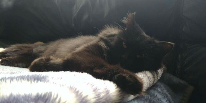 Stray Cat Brings All Her Babies To A Woman Who Gave Her Food And Helped Her Stray Cat Brings All Her Babies To A Woman Who Gave Her Food And Helped Her