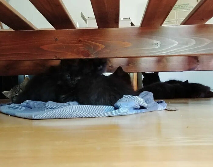 Stray Cat Brings All Her Babies To A Woman Who Gave Her Food And Helped Her Stray Cat Brings All Her Babies To A Woman Who Gave Her Food And Helped Her