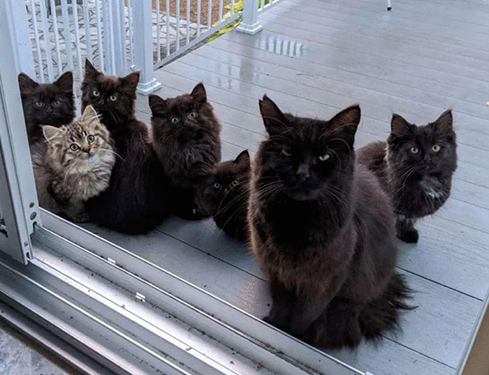 Stray Cat Brings All Her Babies To A Woman Who Gave Her Food And Helped Her