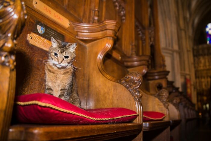 Cat Who Lived In A Church For 12 Years Passes Away, The Church Gives Her An Entire Memorial Service Cat Who Lived In A Church For 12 Years Passes Away, The Church Gives Her An Entire Memorial Service