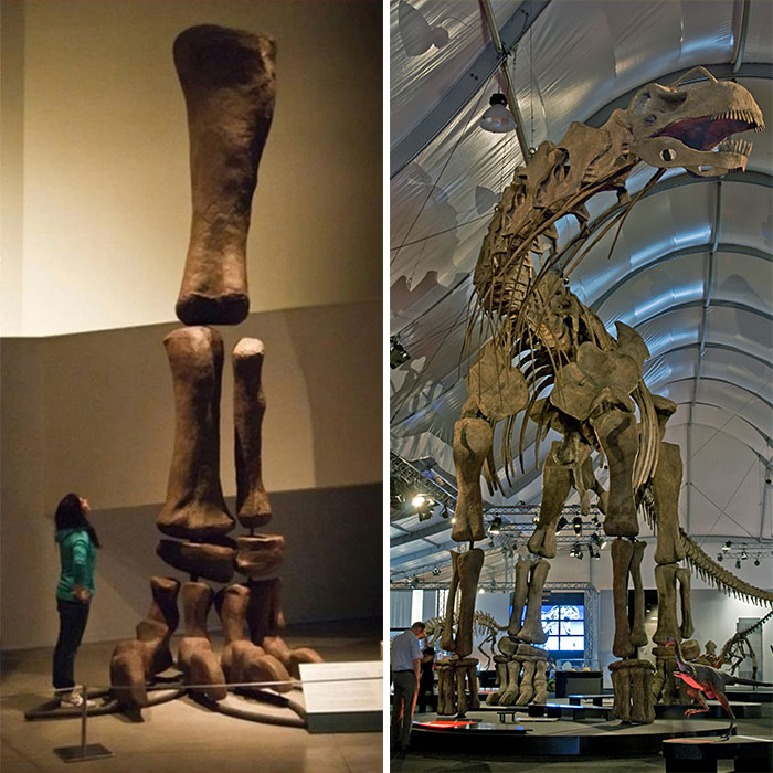 The Absolutely Stunning Size Of This Argentinosaurus's Leg (And A Human For Scale)