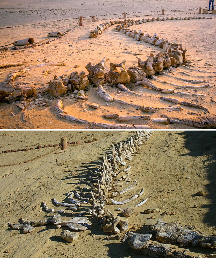 Whale Valley, Home To Hundreds Of Fossils Of Some Of The Earliest Forms Of Whales, All Pretty Intact