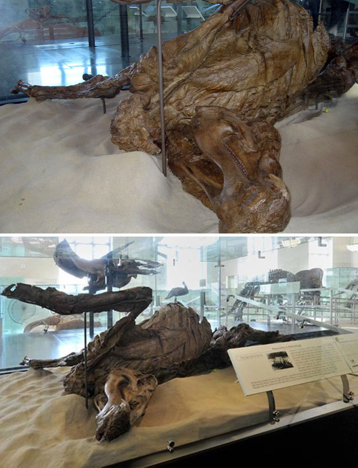 This Edmontosaurus Mummy, Or AMNH 5060, The First Dinosaur Specimen Found To Include A Skeleton Encased Inside Skin Impressions