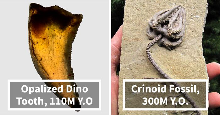 19 Ancient Fossils That’ll Make You Say ‘Whoa’