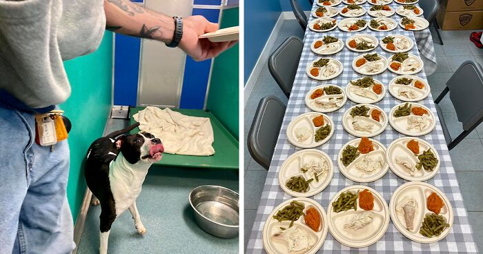 Nearly 80 Shelter Animals Get Treated To A Festive Thanksgiving Meal