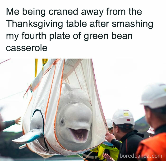Beluga being craned away by people, humorously depicting social distancing during Thanksgiving.