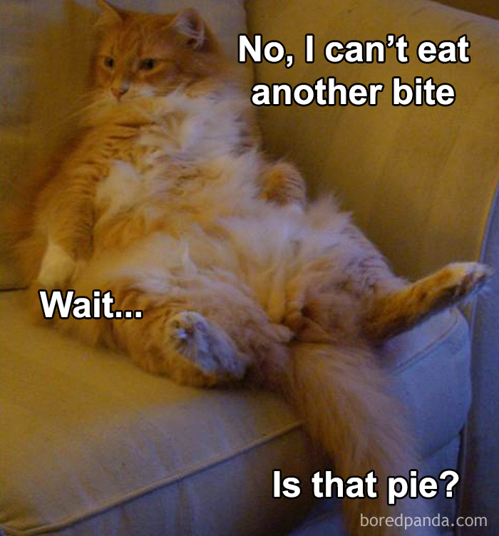 Fluffy cat on couch humorously reacting to pie, embodying relatable Thanksgiving social distancing meme.