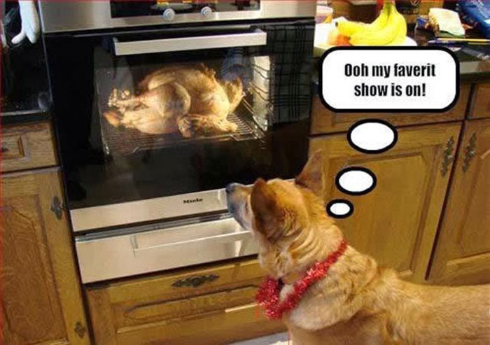 Dog watching turkey cook in oven, humorously enjoying the scene.