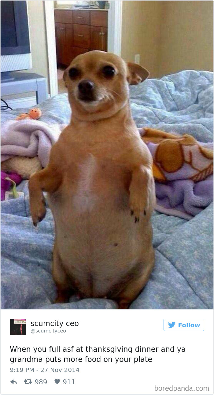 Chihuahua sitting upright on a bed, looking full after Thanksgiving dinner, with a funny tweet below.