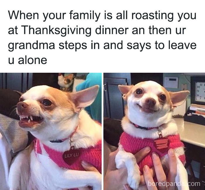 Chihuahua humorously reacting to family roasting at Thanksgiving, highlighting social distancing memes.