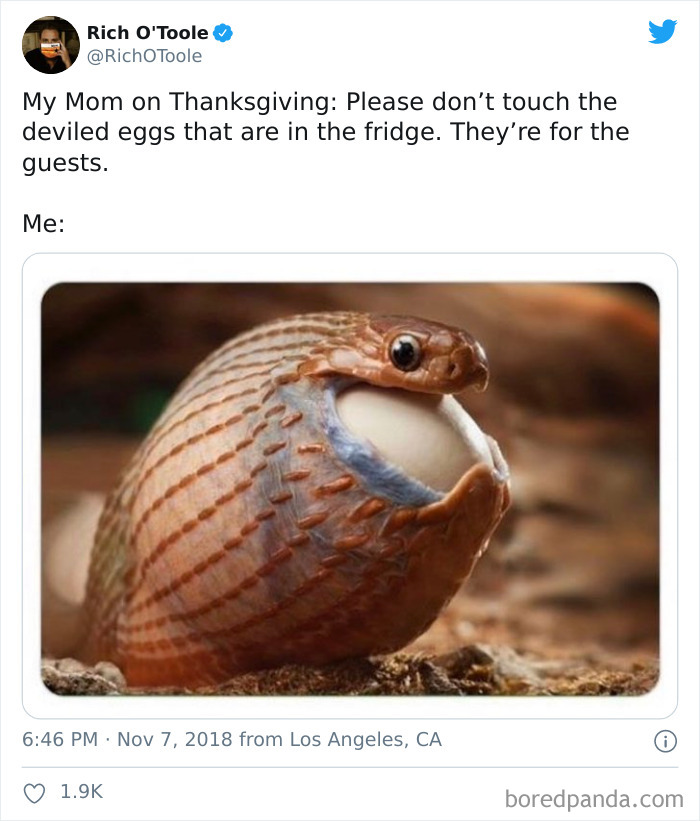 Snake humorously devouring an egg, depicting a relatable meme about social distancing during Thanksgiving.