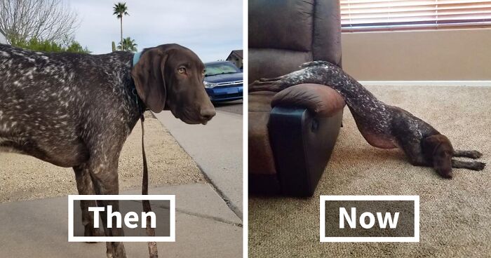 People Are Sharing How Their Pets Have Changed In A Wholesome “Then And Now” Challenge (30 Pics)