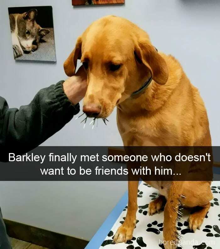 To Befriend A Porcupine
