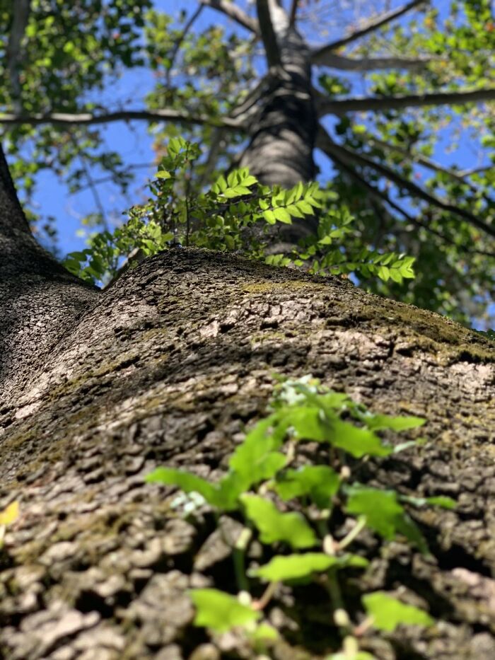 Here's Another Photo I Took In Photography That I'm Proud Of, Just A Tree In My Backyard.