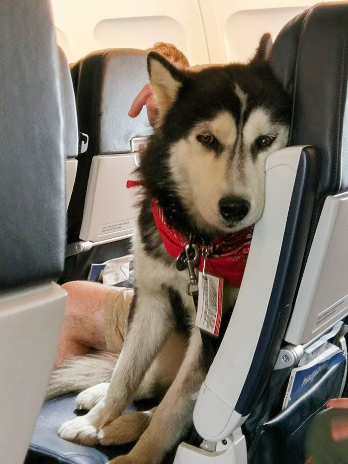 Met This Well Behaved Flyer On The Plane
