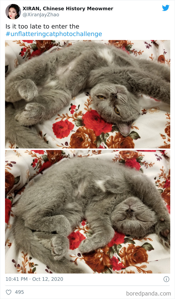 Unflattering-Funny-Cat-Photo-Challenge