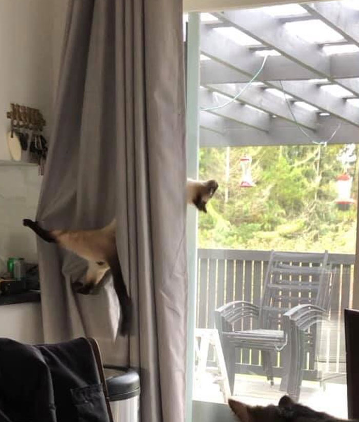 Unflattering-Funny-Cat-Photo-Challenge