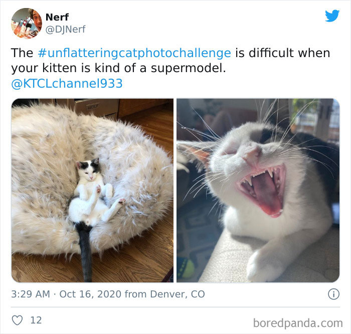 Unflattering-Funny-Cat-Photo-Challenge