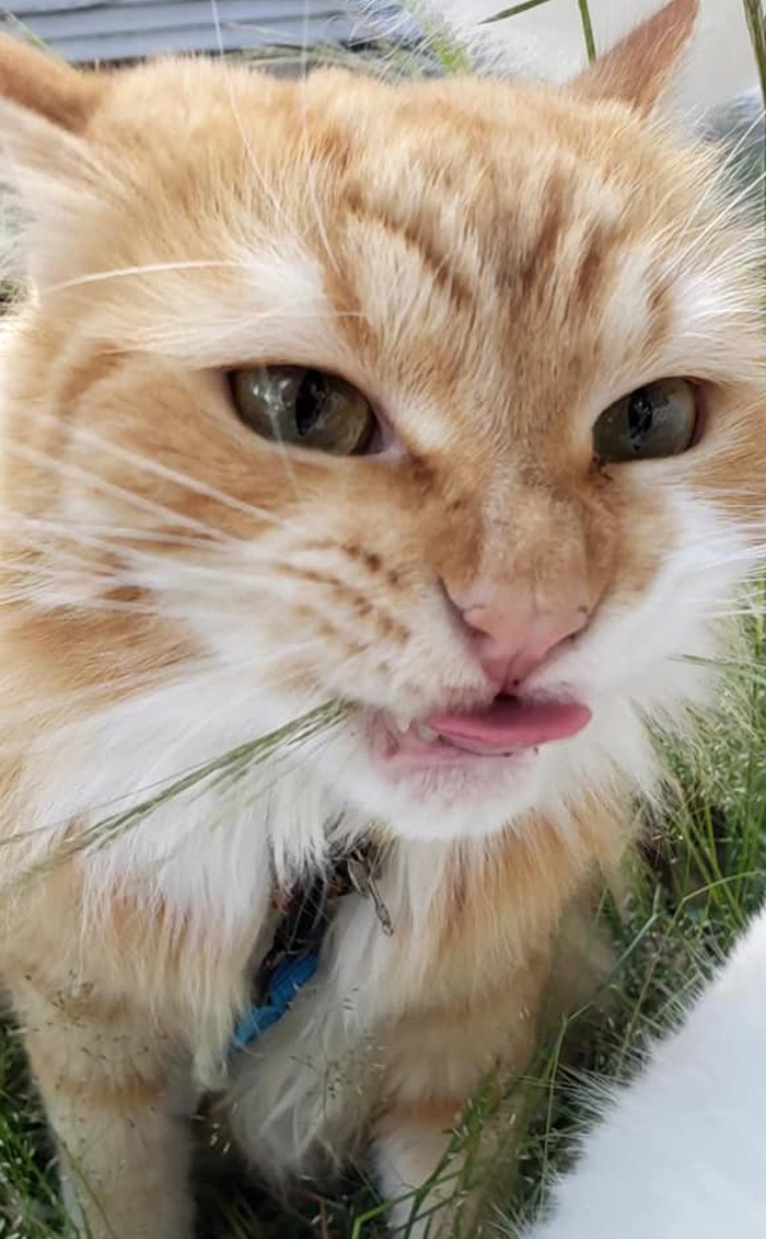 Unflattering-Funny-Cat-Photo-Challenge