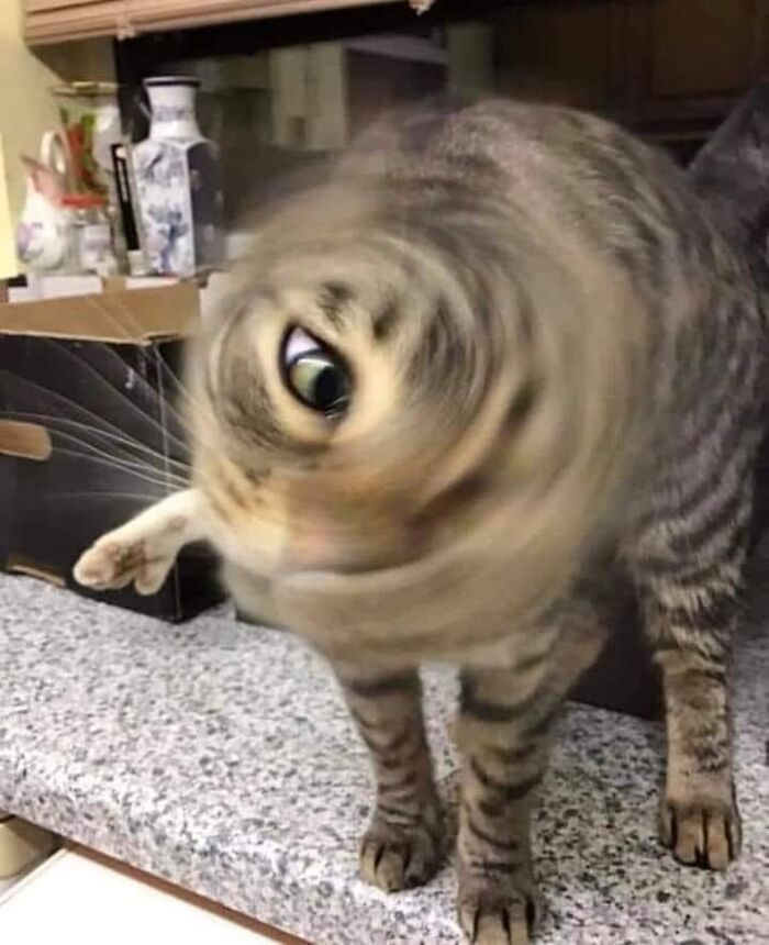 Unflattering-Funny-Cat-Photo-Challenge