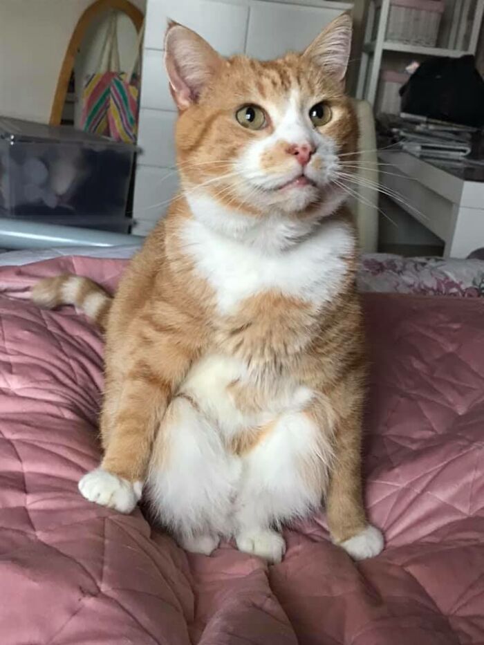 Unflattering-Funny-Cat-Photo-Challenge