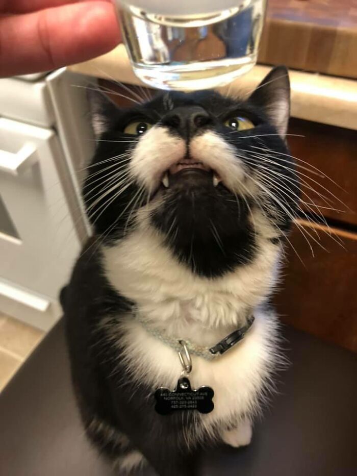 Unflattering-Funny-Cat-Photo-Challenge