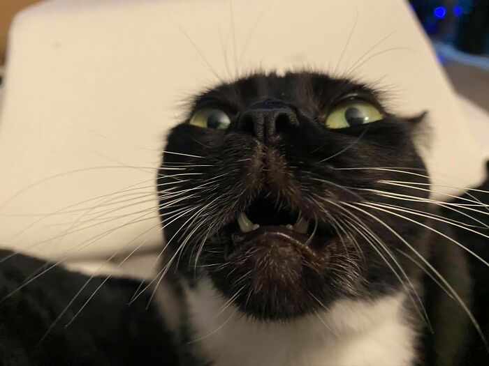 Unflattering-Funny-Cat-Photo-Challenge