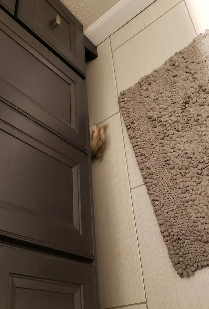 Unflattering-Funny-Cat-Photo-Challenge