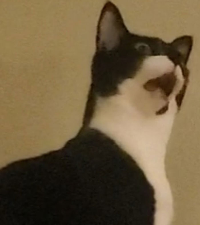 Unflattering-Funny-Cat-Photo-Challenge