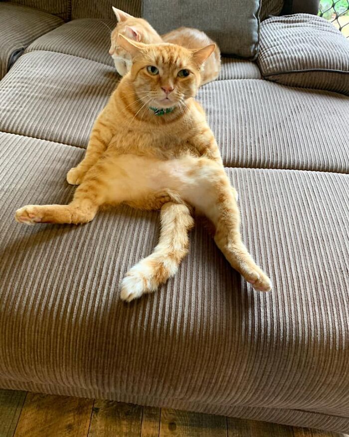 Unflattering-Funny-Cat-Photo-Challenge