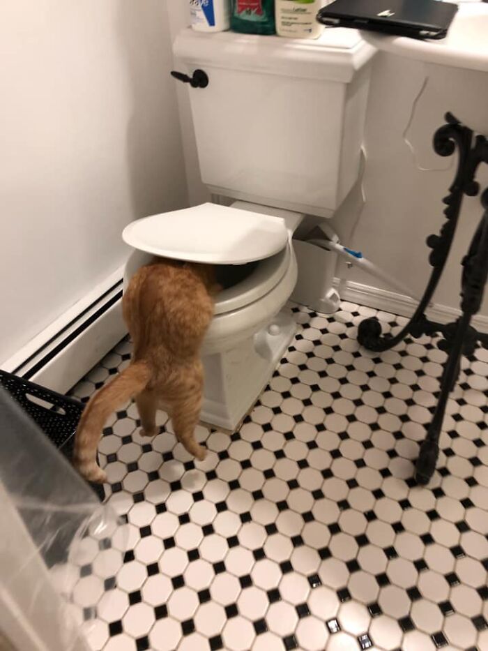 Unflattering-Funny-Cat-Photo-Challenge