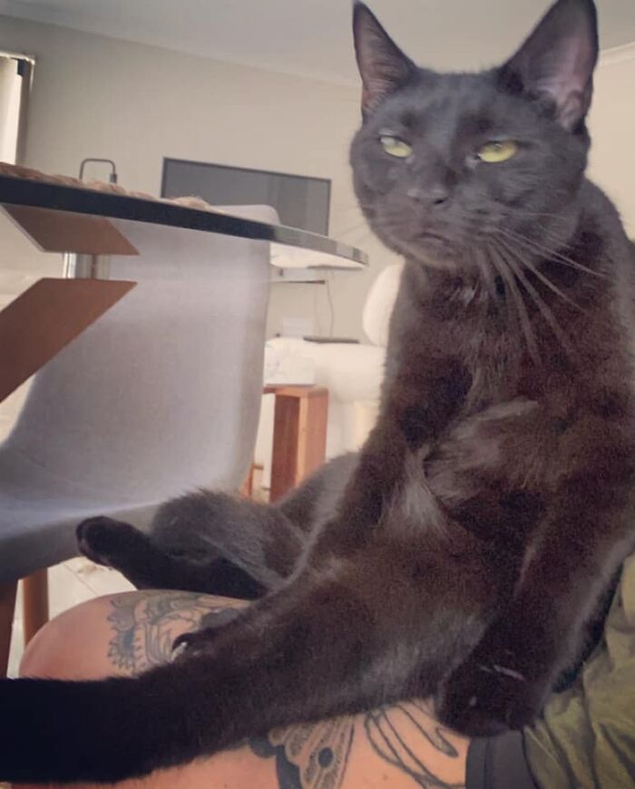 Unflattering-Funny-Cat-Photo-Challenge