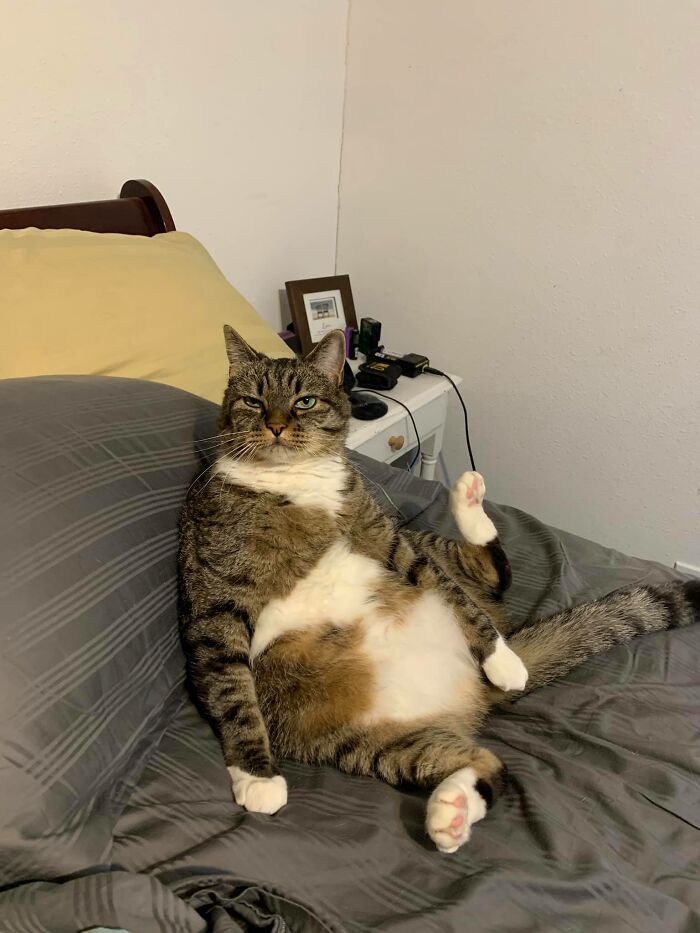 Unflattering-Funny-Cat-Photo-Challenge