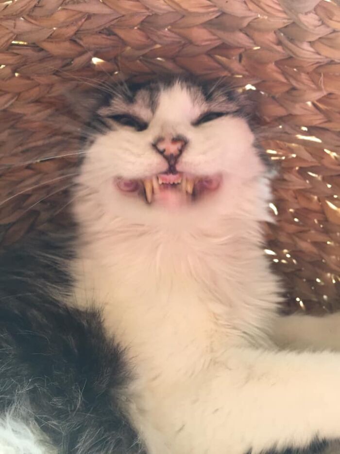 Unflattering-Funny-Cat-Photo-Challenge