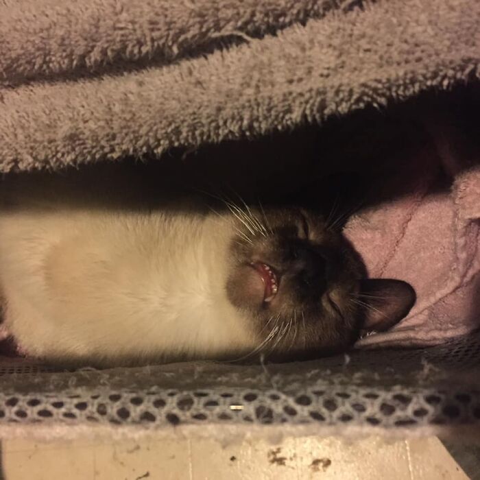 Unflattering-Funny-Cat-Photo-Challenge